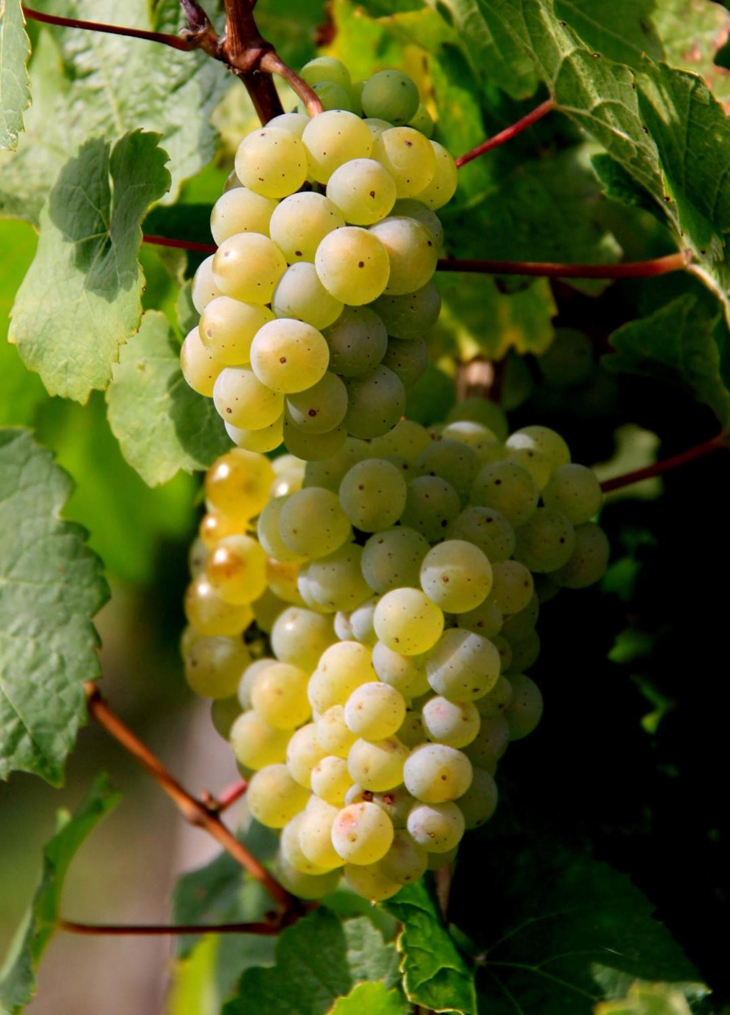 Burgen Ferienweingut & Gutsrestaurant Beckerアパートメント エクステリア 写真